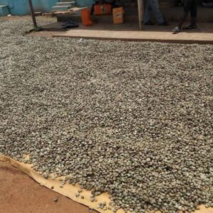 RAW CASHEW NUTS AFRICA 1