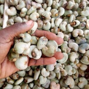 RAW CASHEW NUTS AFRICA 1