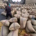 RAW CASHEW NUTS AFRICA 1