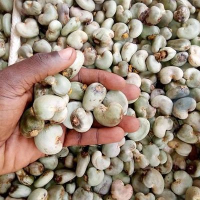 RAW CASHEW NUTS AFRICA